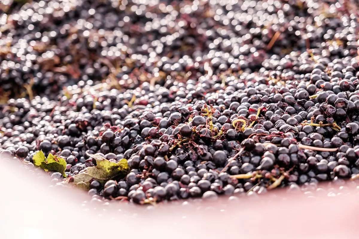 Raisins noirs fraîchement récoltés, pendant les vendanges